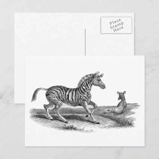  Zebra en Briefkaart van landbouwhuisdieren (Voorkant / Achterkant)