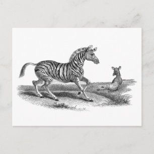  Zebra en Briefkaart van landbouwhuisdieren
