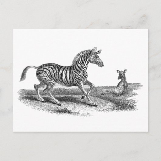 Zebra en Briefkaart van landbouwhuisdieren (Voorkant)