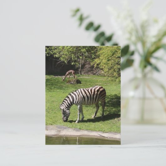 Zebra en Gazelle Briefkaart (Staand voorkant)
