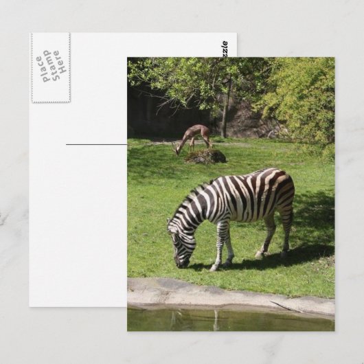 Zebra en Gazelle Briefkaart (Voorkant / Achterkant)