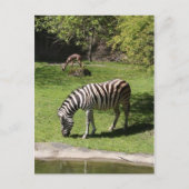 Zebra en Gazelle Briefkaart (Voorkant)