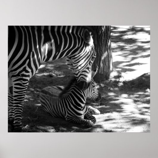 zebra en kub poster (Voorkant)