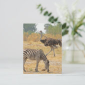 Zebra en Ostrich TomWurl.jpg Briefkaart (Staand voorkant)