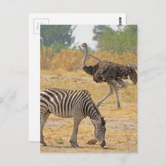 Zebra en Ostrich TomWurl.jpg Briefkaart (Voorkant / Achterkant)