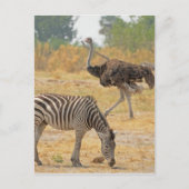 Zebra en Ostrich TomWurl.jpg Briefkaart (Voorkant)