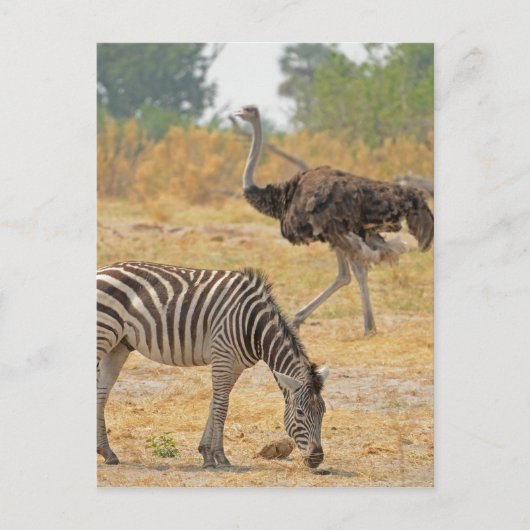 Zebra en Ostrich TomWurl.jpg Briefkaart (Voorkant)