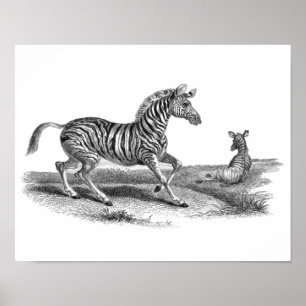  Zebra en Poster van landbouwhuisdieren