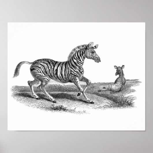 Zebra en Poster van landbouwhuisdieren (Voorkant)