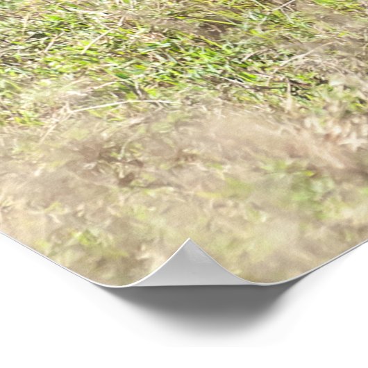 Zebra en vee poster (Hoek)