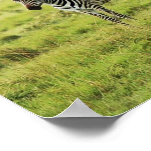 Zebra- en zebra-fauna poster (Hoek)