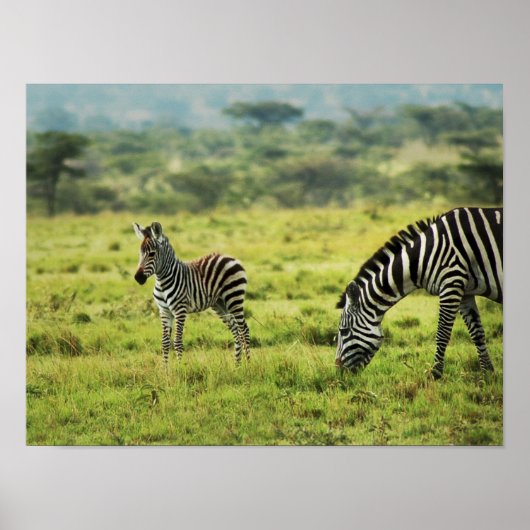 Zebra- en zebra-fauna poster (Voorkant)