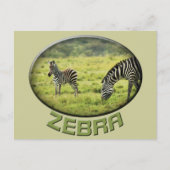 Zebra- en zebra-fauna safari-briefkaarten briefkaart (Voorkant)