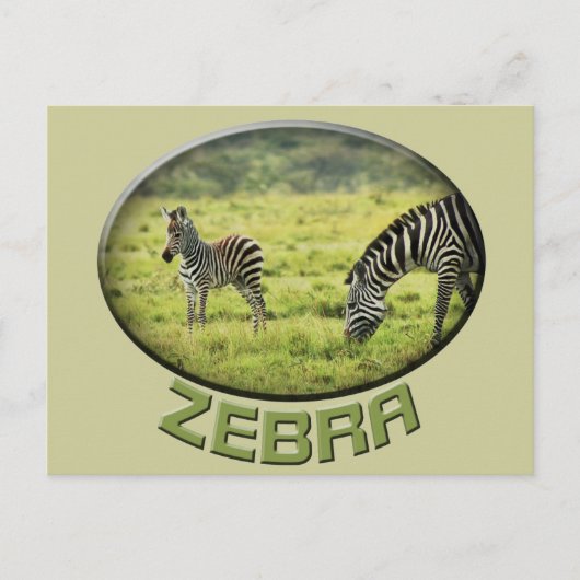 Zebra- en zebra-fauna safari-briefkaarten briefkaart (Voorkant)