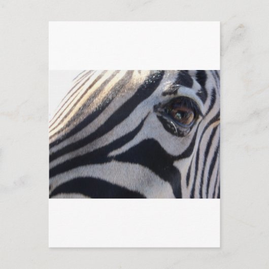 Zebra Eye Briefkaart (Voorkant)