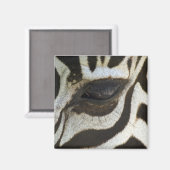 Zebra Eye Magnet (Voorkant / Achterkant)