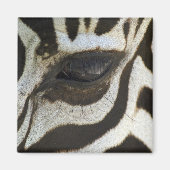 Zebra Eye Magnet (Voorkant)