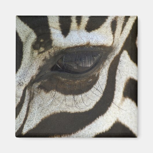 Zebra Eye Magnet (Voorkant)