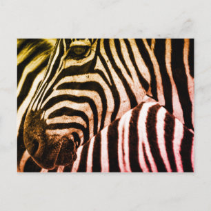 Zebra Face Briefkaart