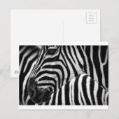 Zebra Face Briefkaart (Voorkant / Achterkant)