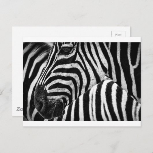 Zebra Face Briefkaart (Voorkant / Achterkant)