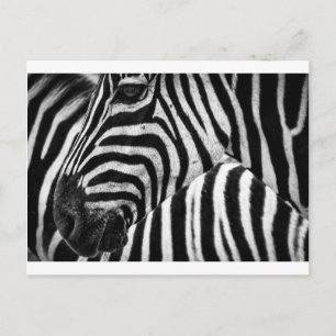 Zebra Face Briefkaart