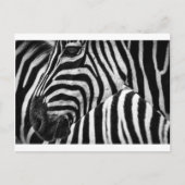 Zebra Face Briefkaart (Voorkant)