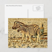 zebra familie briefkaart (Voorkant / Achterkant)