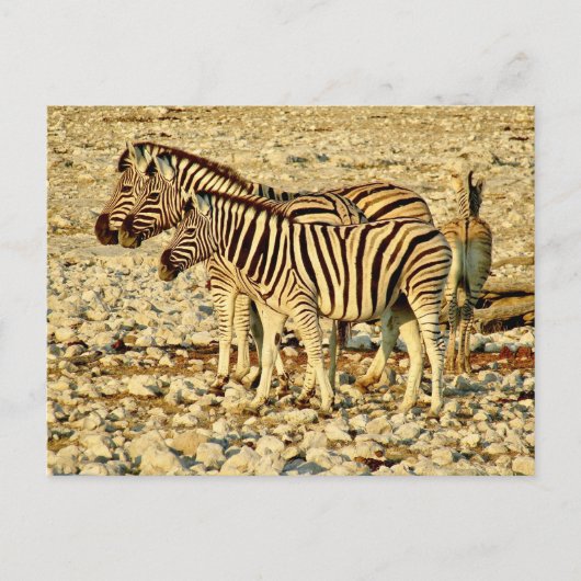 zebra familie briefkaart (Voorkant)