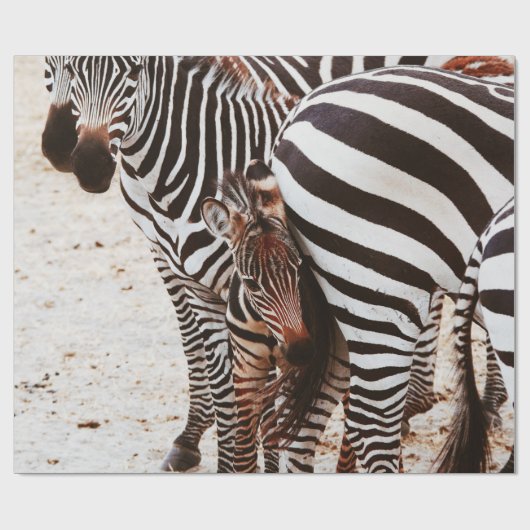 ZEBRA FAMILIE CADEAUPAPIER (Vlak)