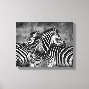 Zebra familie canvas afdruk