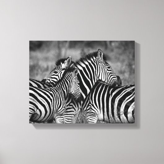 Zebra familie canvas afdruk (Voorkant)