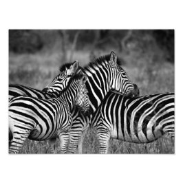 Zebra familie foto afdruk