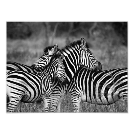 Zebra familie foto afdruk (Voorkant)