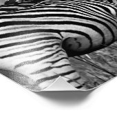 Zebra familie foto afdruk (Hoek)