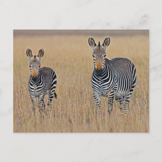 Zebra Familie in Afrikaanse Savanne Foto Briefkaart (Voorkant)