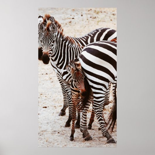 ZEBRA FAMILIE POSTER (Voorkant)