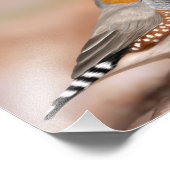 Zebra Favch Bird Natuur Wall Art Foto Afdruk (Hoek)