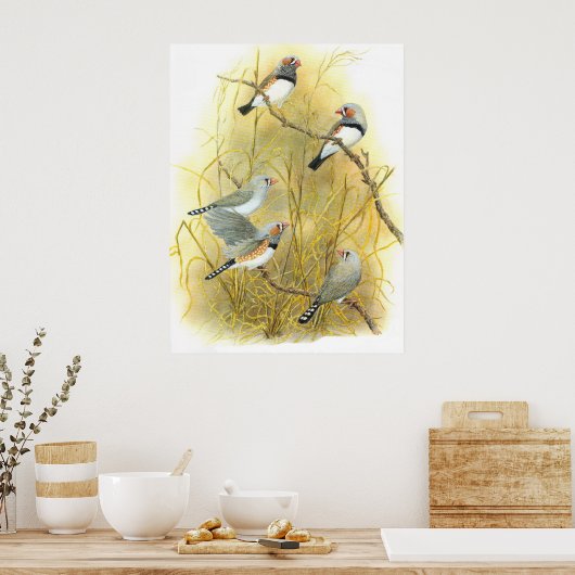 Zebra Finch Group - Taeniopygia guttata Poster (Keuken)