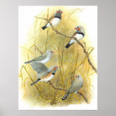 Zebra Finch Group - Taeniopygia guttata Poster (Voorkant)