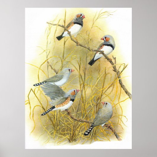 Zebra Finch Group - Taeniopygia guttata Poster (Voorkant)
