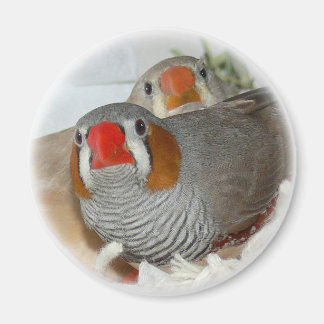 Zebra Finch paarmagneet Magneet