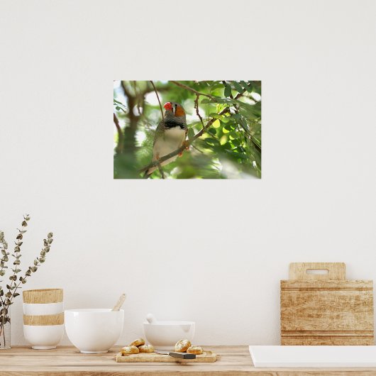 Zebra Finch Poster (Keuken)
