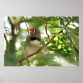 Zebra Finch Poster (Voorkant)