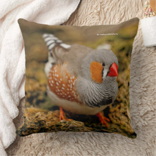 Zebra Finch Songbird op de Rocks Kussen