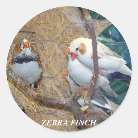 ZEBRA FINCH STICKERS (Voorkant)