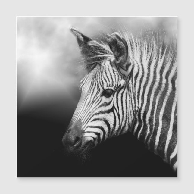 Zebra Foal (Voorkant)