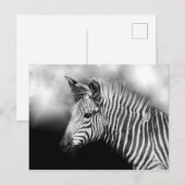 Zebra Foal Briefkaart (Voorkant / Achterkant)