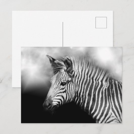 Zebra Foal Briefkaart (Voorkant / Achterkant)