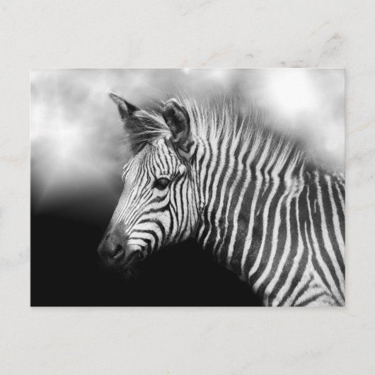 Zebra Foal Briefkaart (Voorkant)